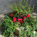 Clubkampioenschappen 2025